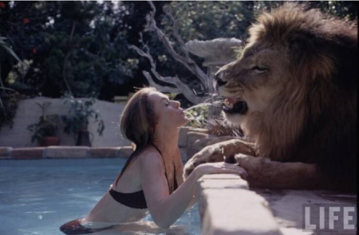 Melanie Griffith mit Löwen am Pool